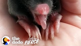 A Very Adorable Baby Mole Grows Up Overnight | The Dodo Little But Fierce