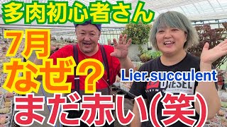 【多肉植物】【ガーデニング】夏‼️7月なのになぜ赤い⁉️(笑)2021年7月9日