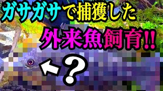 捕獲してきた外来生物を飼育！水槽を立ち上げる！