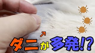 【モルモット】モルちゃん達のおしりにダニが多発！？