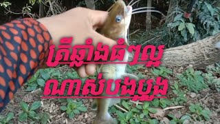 ដល់រដូវស្ទូចត្រីឆ្លាំងហើយបងប្អូនសម្បូរត្រីណាស់បងប្អូ