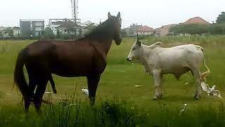 Cow Meeting