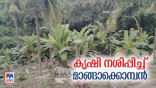 അട്ടപ്പാടിയില്‍ കൃഷി നശിപ്പിച്ച് മാങ്ങാക്കൊമ്പന്‍ |Attappadi |Mangakomban