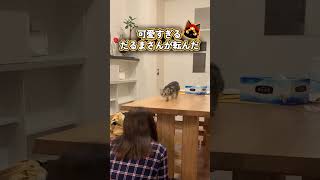 子猫と「だるまさんが転んだ」をしたらオチがかわいすぎた