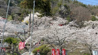 2024年4月14日　龍洞山宝蔵寺　岩谷堂　お花見