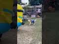 ミニオンとミニオンの出会い　 dog short party ミニオン