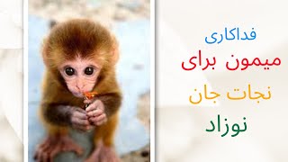 داستان های کلیله و دمنه |  داستان میمون و فداکاری آن برای نجات جان نوزاد