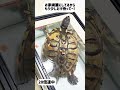 みのりさん大暴れ！ shorts ミシシッピアカミミガメ ミドリガメ redearedsliderturtle 爬虫類