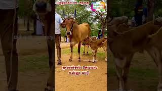 60000 தலைச்சன் செவலை கன்னு மாடு , #Shorts , #Cow