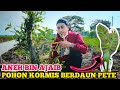 ANEH DAN AJAIB !! unik banget satu pohon dua jenis daun kormis dan Pete