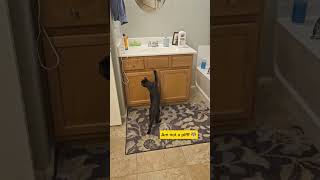 Cat caught opening a cabinet like a pro #lifeintheus #catlover #cats #bisayavlogger #funny