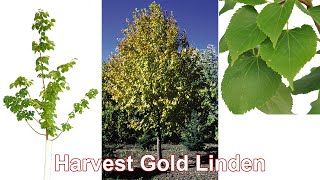 Harvest Gold Linden