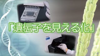 遺伝子を見える化して新しい品種を選びだす