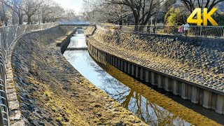 Experience Tranquility: Walk Along Zenpukuji River at Sunset