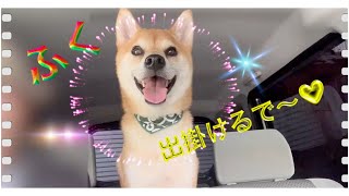 【柴犬】お出かけするよ！の声に大興奮する、柴犬ふく。Shiba Inu Fuku gets excited when he hears the voice telling him to go out.