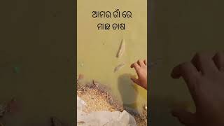 ଆମର ଗାଁ ରେ ମାଛ ଚାଷ