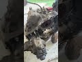 toyota harrier rav4 transfer case remove harrier rav4 gearbox