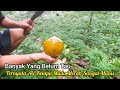 Petik Buah Kelapa Muda Langsung Dari Pohonnya