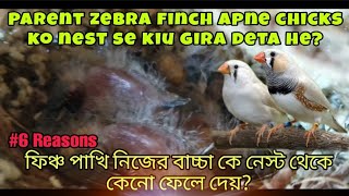 6 reason why finches throw their chicks outside the nest |  Birds Lover Sukalyan