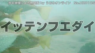 【水中映像 魚図鑑】イッテンフエダイ No.UZ0105