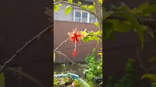 Hibiscus Schizopetalus#Japanese Lantern#Jhumko Joba#Plants#Nature#Gardening#Shortsfeed#Waitfortheend