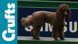 Agility - Team - Small Semi Final - Crufts 2012