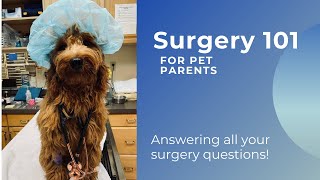 Surgery 101 for pet parents!