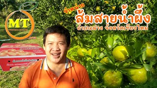 ส้มสายน้ำผึ้ง อำเภอฝาง จังหวัดเชียงใหม่ จำหน่ายส้มกล่อง | TOPTIMEMIND