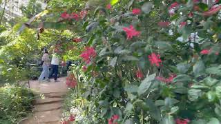 東京 調布 神代植物公園 大温室