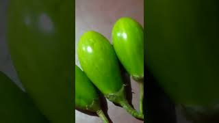 গাছের টাটকা বেগুন