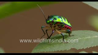 Pretty Lychee Shield-backed Jewel Bug or Chrysocoris stolli showing off rainbow colours