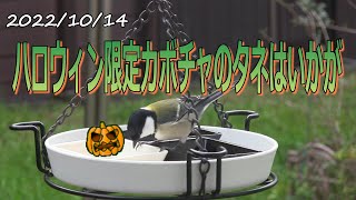 ハッピーハロウィン限定カボチャのタネはいかがでしょうか？自作バードフィーダーでお手軽野鳥観察。