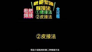 枇杷嫁接全過程，一般採用劈接法和皮接法