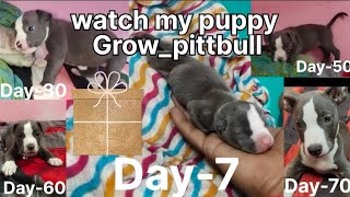 watch my puppy Grow_pittbull retrever savan day #dog #Pitbull #dog training tips #dog training#cute