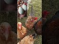 Яйценоскость моих кур за февраль 🐔🥚🥚🥚 Какого цвета яйца у разных пород и помесей 🌈