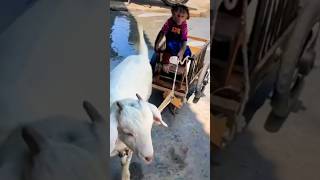 monkey and goat show #funny 😝 #viral #trending #shorts