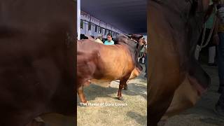 Heavyweight Shahiwal Deshal Bull Arrival Moment Along with Big Holstein Fresian Bulls