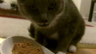 ミスティ猫　Misty eats　ＭＩＳＴＹ　０５