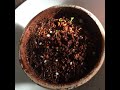 edelweiss seeds sprouting