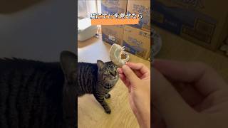 うち猫／猫にエビを見せたら#cat #ねこの日常 #ねこ動画 #ねこの動画 #ねこ #猫のいる暮らし #猫好きさんと繋がりたい #猫猫