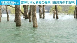 雪解け水と新緑の絶景「白川湖の水没林」(2023年5月2日)