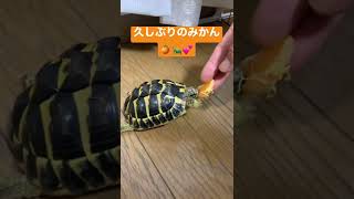 久しぶりみかんに狂うからあげ😂🍊🐢💕#shorts #ヘルマンリクガメ #リクガメ #癒し #turtle