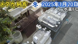 メダカ 冬 屋外 1月20日(大寒) 春のような気温 めだか 飼育 越冬 水換え 餌やり