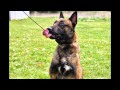 Collection of Scott's K9 Home Protection Dogs