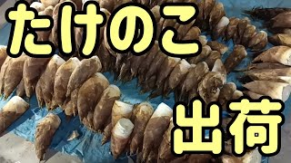 【農業vlog】たけのこ出荷  雨の中､掘りました#たけのこ掘り#農業