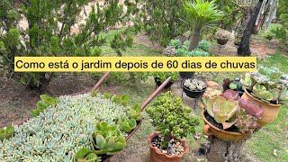 Como estão as plantas do jardim depois de muitas chuvas