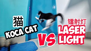 Koca Cat VS Laser light 激光笔逗猫