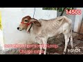 gir oxe gir cow kangayam oxe ഗിർ പശുകുട്ടി മൂരികുട്ടി കാങ്കയം മൂരികുട്ടി @nisamlife