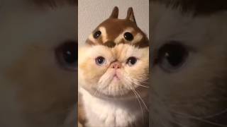 Funny animal videos 2023🤣 Funny cat videos and dogs - Funny videos #1 #shorts #cats #dogs