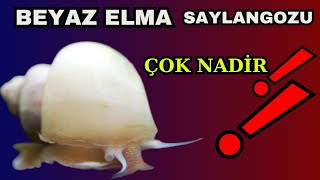 Beyaz Elma Saylangozu (Nadir Türler)